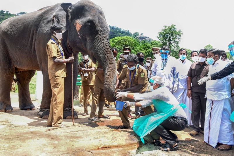 Coimbatore: Veterinary doctors collect sample from an elephant for Covid-19 tests at an elephant camp, in Coimbatore, Tuesday, June 8, 2021. (PTI Photo)