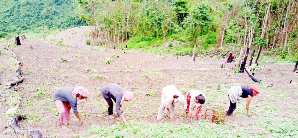 In this file photo taken May 20, 2020, farmers are seen pulling weeds from a ginger field somewhere in Phek district. In a post-covid economy, experts say that opportunities available in agricultural business in Nagaland should be explored. (Morung file Photo)