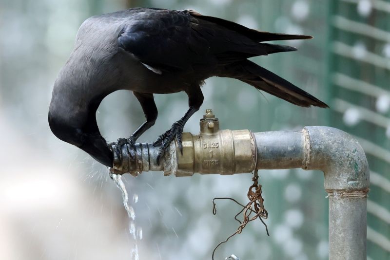 Coimbatore: A crow drinks water from a tap to fulfill his thirst on a hot day, during COVID-induced lockdown in Coimbatore, Tuesday, June 8, 2021. (PTI Photo)