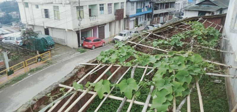A chayote plant growing along the roadside in Kohima. (Morung Photo)