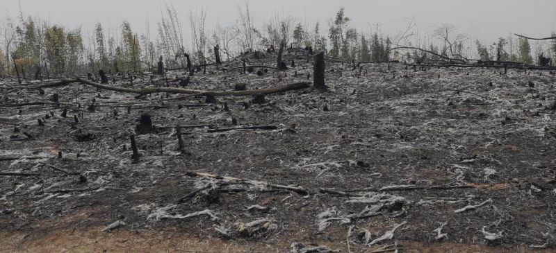 Jhum cultivation under Ruzaphema village. (Photo Courtesy: Bendangsenla)
