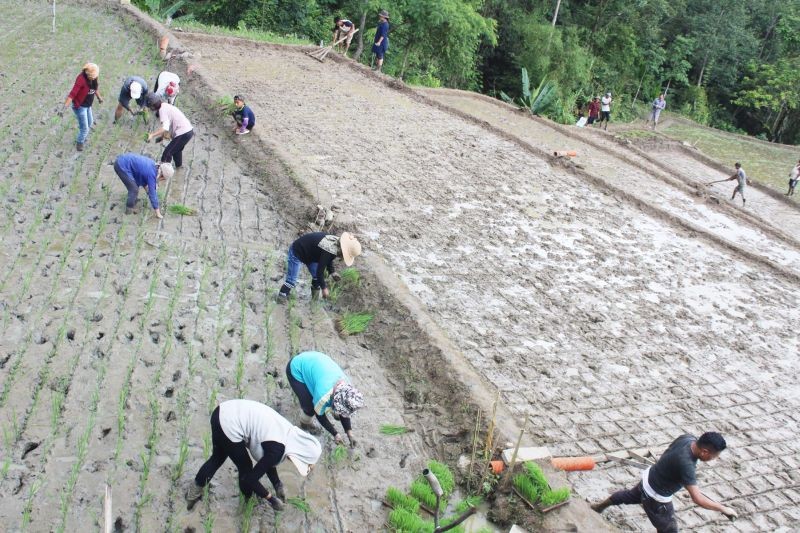 Rice transplanting both in line sowing and System of Rice Intensification methods at Botsa on June 24. (Photo Courtesy: Vizokhonyü Yhome)