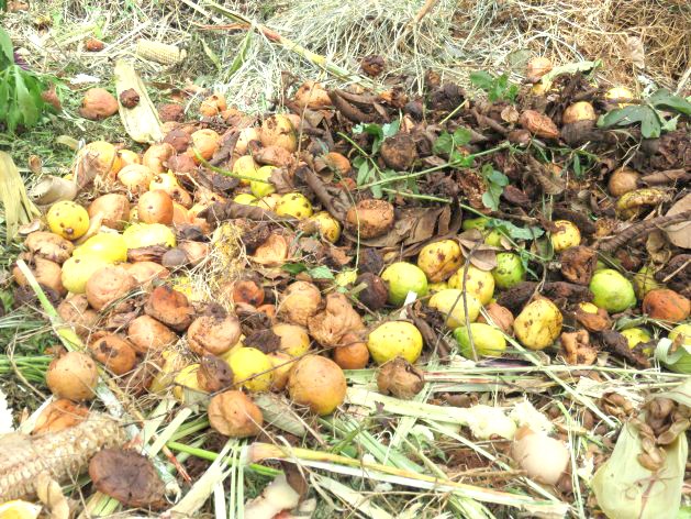 More than 1.3 billion tons of edible food is wasted annually, according the Food and Agriculture Organization. (IPS Photo)