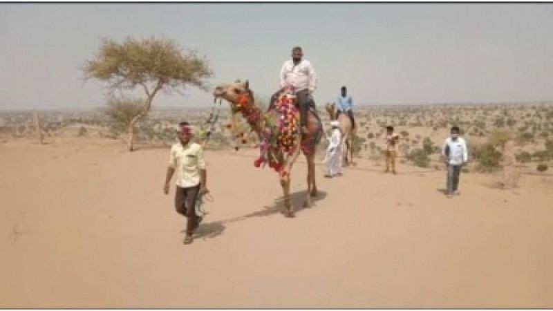 Camels take 'schools' to students in remote villages of R'sthan during pandemic. (IANS Photo)