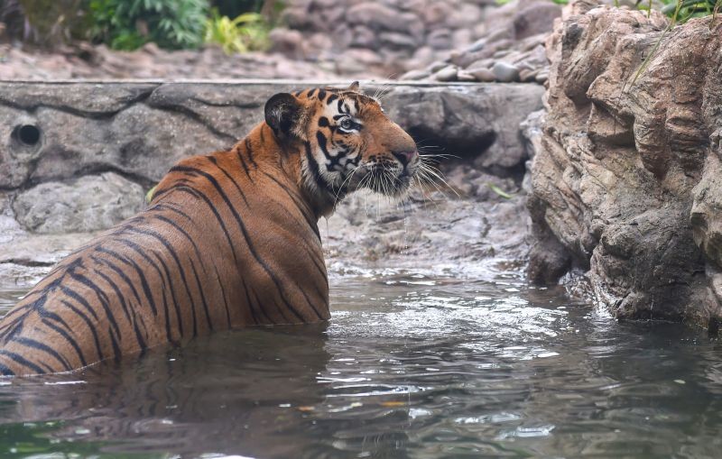 A tiger in his enclosure at Byculla Zoo on International Tiger Day, in Mumbai on July 29, 2021. (PTI Photo)