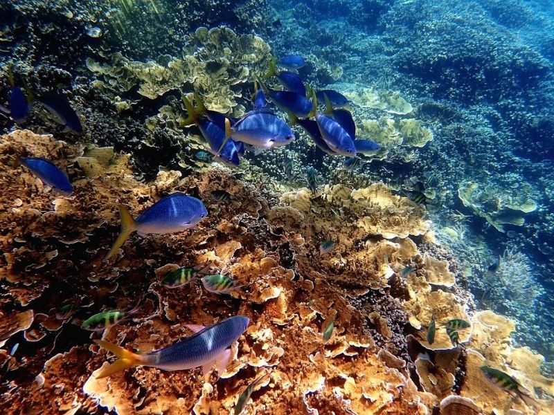 The Great Barrier Reef . (IANS File Photo)