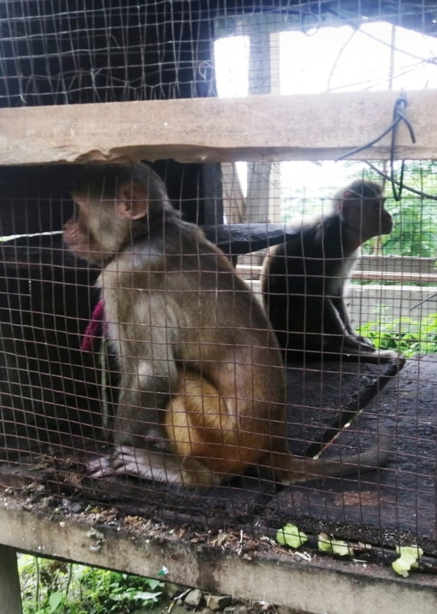 A pair of Rhesus Macaques has been donated to Nagaland Zoological Park, Dimapur.