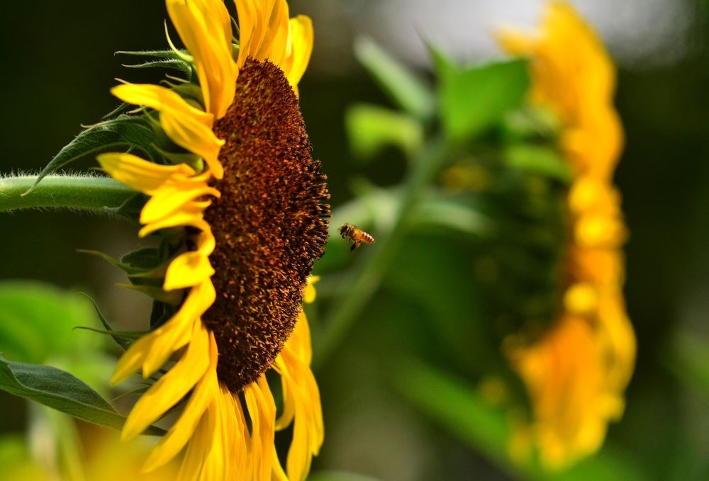 A bee arrives to collect nectar from a Sunflower at a garden in Dimapur on August 18. (Morung Photo by Soreishim Mahong)