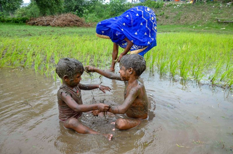 Mirzapur: Children play with mud as their mother plants paddy saplings in a field at a village in Mirzapur, Tuesday, Aug 10, 2021. (PTI Photo)