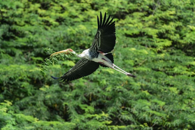New Delhi: A painted stork flies with a straw for nest at Delhi zoo, Saturday, August 14, 2021.     (PTI Photo/Kamal Kishore)