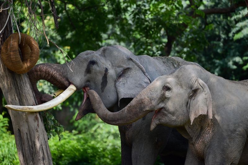 New Delhi: Elephants in their enclosure at Delhi zoo, Saturday, August 14, 2021. (PTI Photo/Kamal Kishore)
