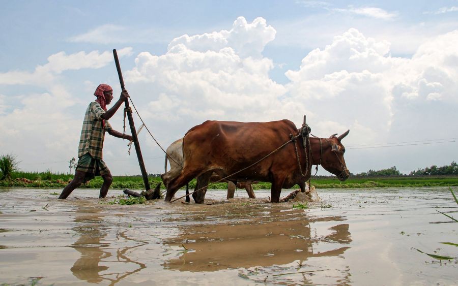 South Dinajpur: A farmer ploughs his paddy field at a village near Balurghat in South Dinajpur district, Saturday, Aug 21, 2021. (PTI Photo)