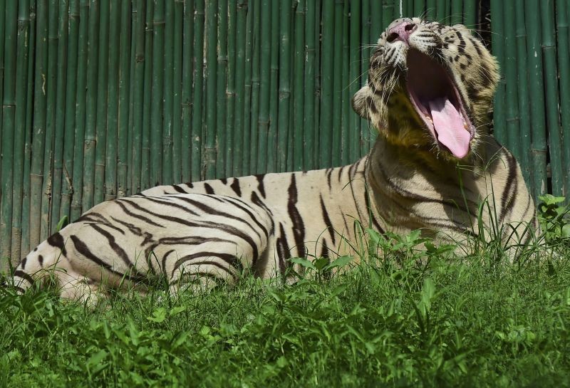 New Delhi: A white tiger at Delhi zoo, Saturday, August 14, 2021. (PTI Photo/Kamal Kishore)