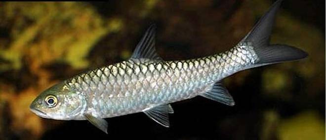 ‘Katley’ was chosen as State fish to highlight the importance of the fish and to give emphasis to its conservation measures. | Photo Credit: Twitter. @sikkimgovt