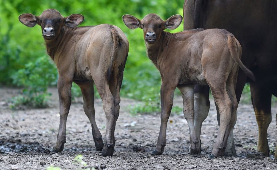 New Delhi: Baby Gaur (Indian bison) at Delhi Zoo in New Delhi, Tuesday, Sept. 21, 2021. (PTI Photo/Atul Yadav)(