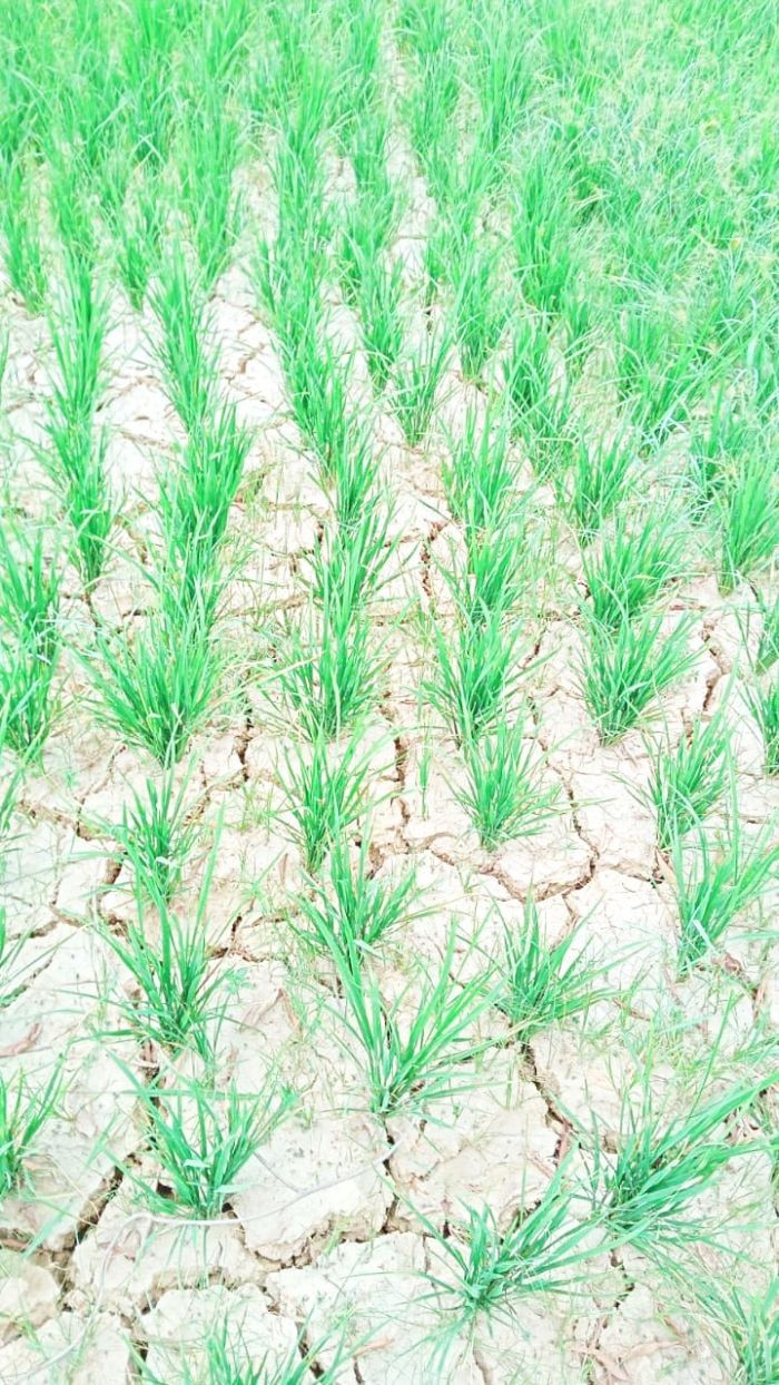 An agricultural field in a village under Western Sumi area. The WSYF informed that while some greenery is seen, farmers with their decades of experience say it is only a matter of time that the crops will perish due to lack of rainfall. (Photo Courtesy: WYSF)