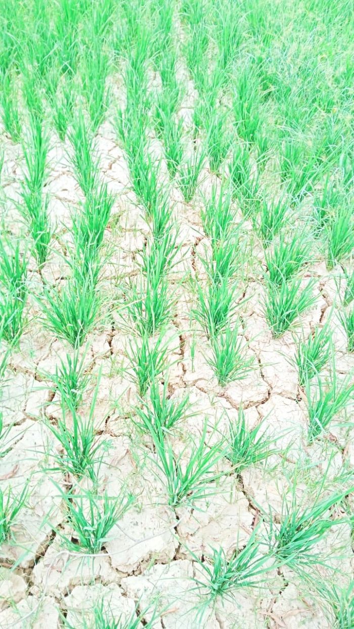 An agricultural field in a village under Western Sumi area. The WSYF informed that while some greenery is seen, farmers with their decades of experience say it is only a matter of time that the crops will perish due to lack of rainfall. (Photo Courtesy: WYSF)