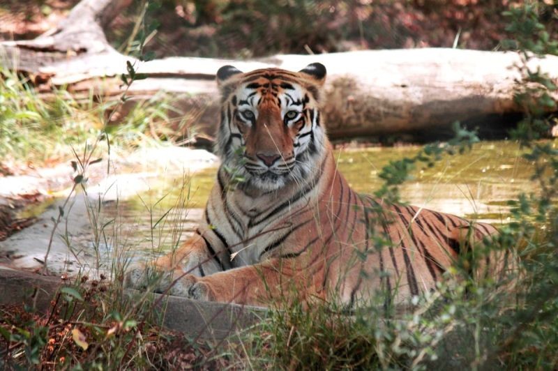 Representational image. (IANS File Photo)