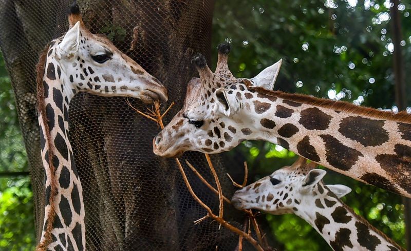 Kolkata: A family of Giraffe at an enclosure of Alipore Zoological Garden that reopened for the public as it was closed due to a surge in coronavirus cases, in Kolkata, Wednesday, Sept. 15, 2021. (PTI Photo/Swapan Mahapatra)(