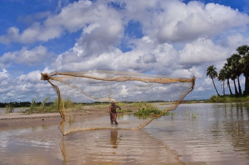 Nadia: A fisherman casts his net on River Hooghly, in Nadia district of West Bengal, Saturday, Sept. 11, 2021. (PTI Photo)