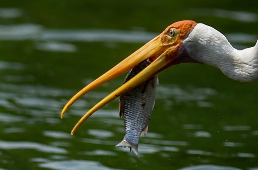 New Delhi: A painted stork catches a fish from a pond at Delhi Zoo in New Delhi, Tuesday, Sept. 21, 2021. (PTI Photo/Atul Yadav)(