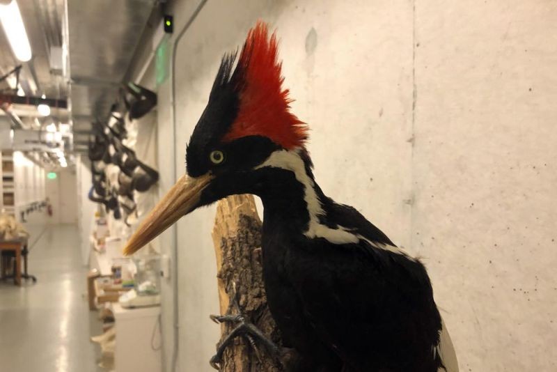 An ivory-billed woodpecker specimen is on a display at the California Academy of Sciences in San Francisco on September 24, 2021. Death's come knocking a last time for the splendid ivory-billed woodpecker and 22 assorted birds, fish and other species: The U.S. government is declaring them extinct. It's a rare move for wildlife officials to give up hope on a plant or animal, but government scientists say they've exhausted efforts to find these 23. (AP Photo)