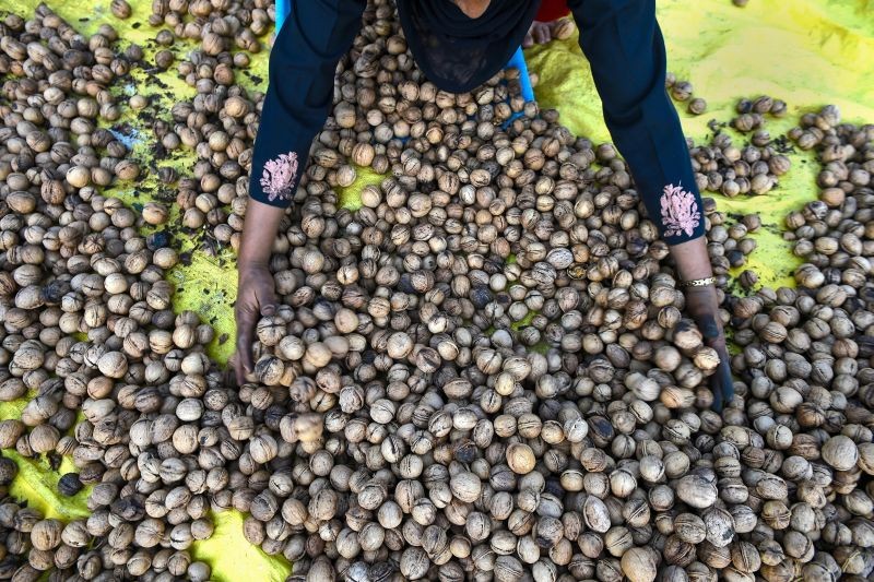 A villager collects the walnuts dried in the sun after removing their husk during harvesting season, in Budgam district on September 14, 2021. Kashmir is the main contributor to India's walnut production and every year walnuts are exported to various parts of the country. (PTI Photo)