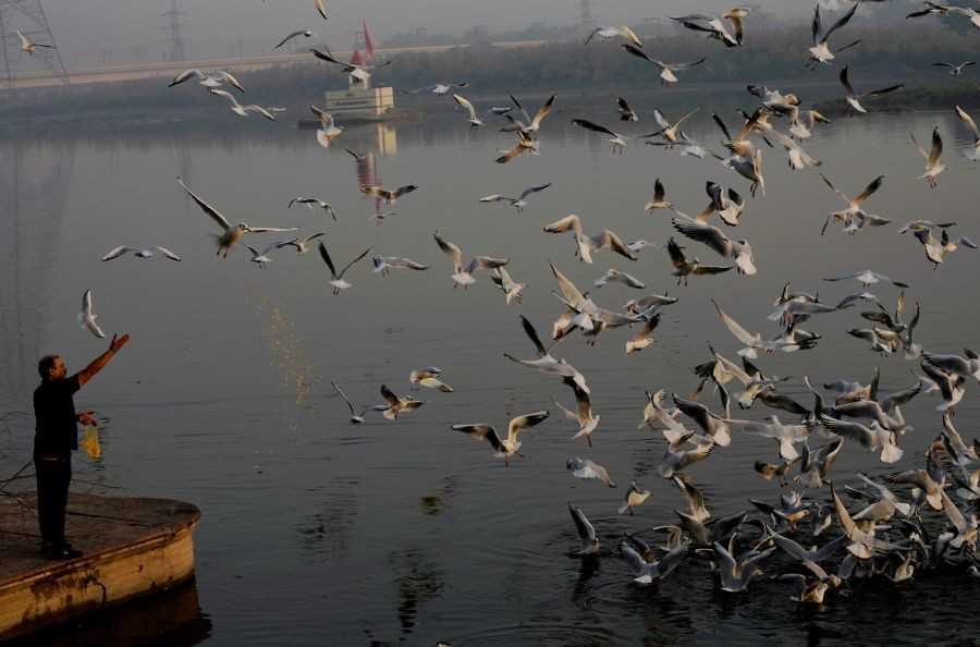 New Delhi: A man feeds the migratory birds at Yamuna Ghat during sunrise, in New Delhi, Wednesday, Oct. 27, 2021. ( PTI Photo/Manvender Vashist)
