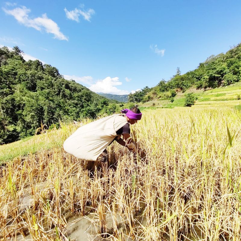 A man harvests paddy while wearing an old nettle shawl at Leshemi village under Phek district. Nettle yarn was commonly used by forefathers before any other yarn were available in the olden days. Leshemi village artisans still practice the age old tradition of nettle yarn production. (Photo Courtesy: N Lomi)
