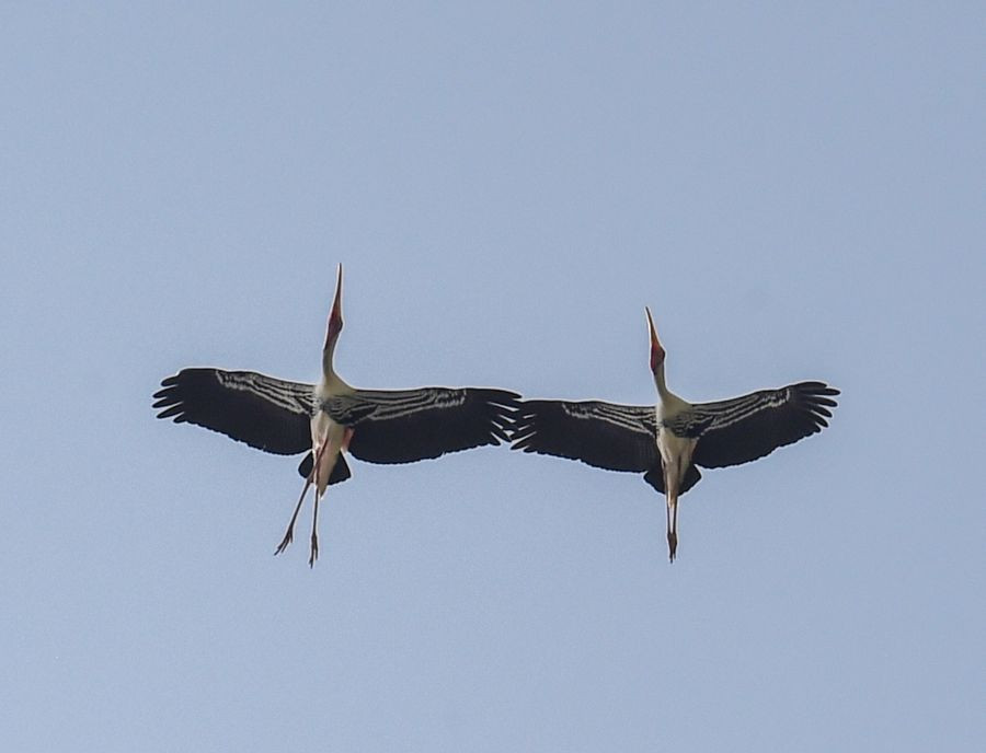 New Delhi: Painted stork birds fly in the backdrop of a clear blue sky in New Delhi, Sunday, Oct. 10, 2021. (PTI Photo/Atul Yadav)(