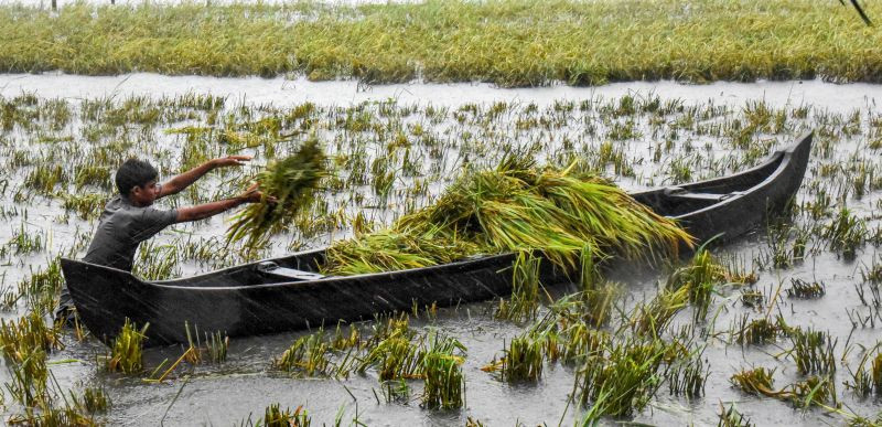 Kochi: A boy collects the harvested paddy from a field in Kadamakudi near Kochi, Saturday, Oct 16, 2021. (PTI Photo)