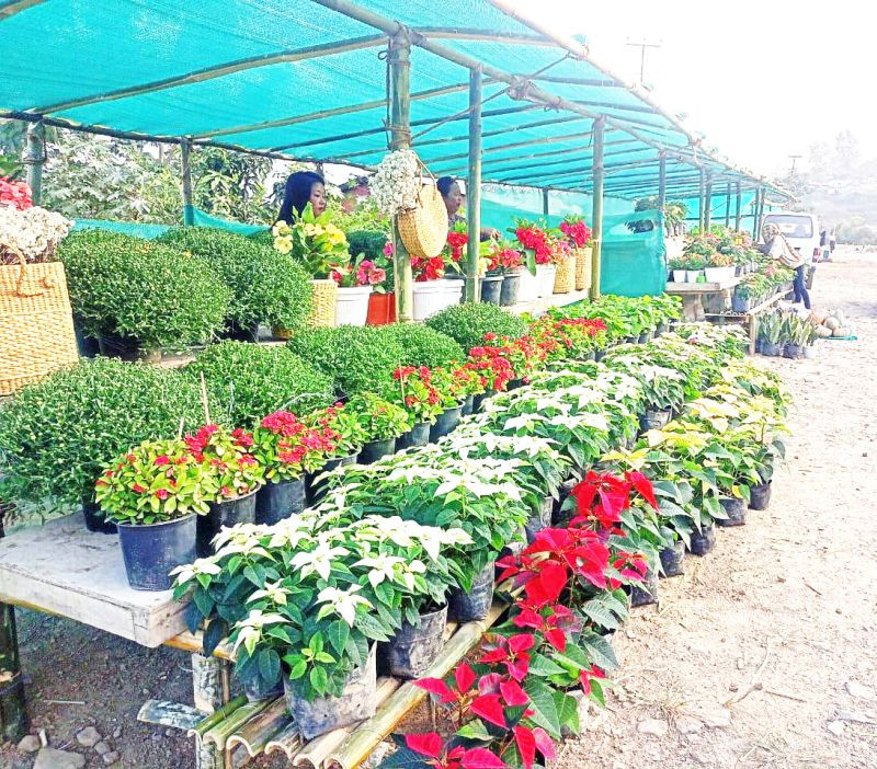 Sechu-Zubza Youth Organization (SZYO) is organizing a flower festival from November 1 to December 20, by the roadside on NH-29. The objective of the festival is to provide a ready platform for local producers to showcase and sell their flowers, as well as other products. The geo-climatic conditions of Sechu-Zubza and its surroundings are very suitable for the production of numerous agricultural and horticultural crops, including flowers. The SZYO hoped that the financial windfall generated during the festival will attract more villagers to take up flower cultivation and the festival will serve as a stepping stone to a vibrant, self-reliant local economy. (DIPR Photo)