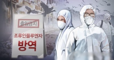 S.Korea culls chickens over bird flu outbreaks | MorungExpress