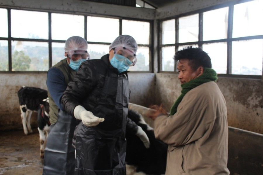 AH&VS Director Dr Budhi Lama launches the Brucellosis vaccination programme in Nagaland by injecting the first dose at the State Cattle Breeding Farm, Lerie, Kohima on January 19. (Photo Courtesy: AH&VS)