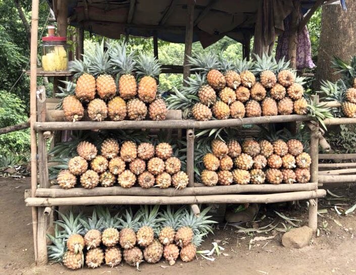 Pineapples have been chosen as the ‘One District One Product’ from Dimapur district to be developed under the PM FME Scheme. (Morung File Photo)