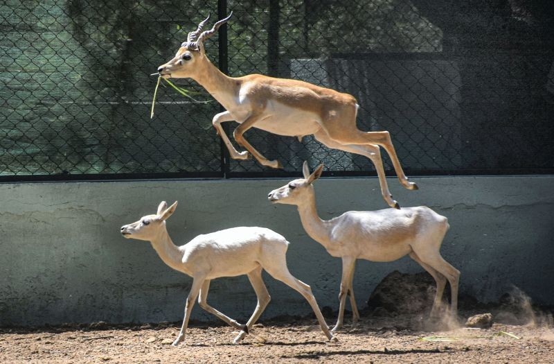 Surat: Blackbucks inside an enclosure of Sarthana Nature Park and Zoo, in Surat, Wednesday, March 30, 2022. (PTI Photo)
