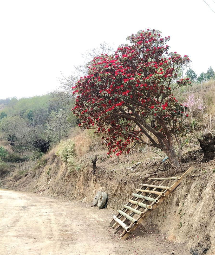 A Rhododendron tree in full bloom at Razeba. (Morung Photo)