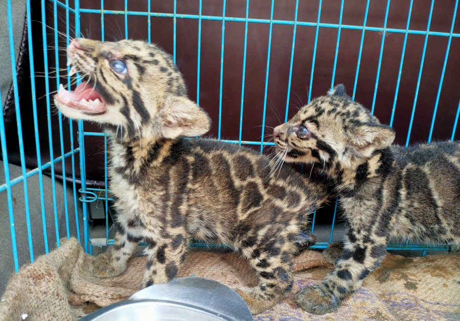 Two Clouded Leopard cubs from Longpa village under Mokokchung district on May 30.