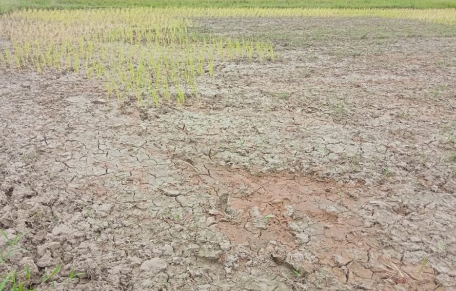 A parched paddy field in Aghunaqa and Khaghaboto area under Niuland District. (Photo Courtesy: WSYF)