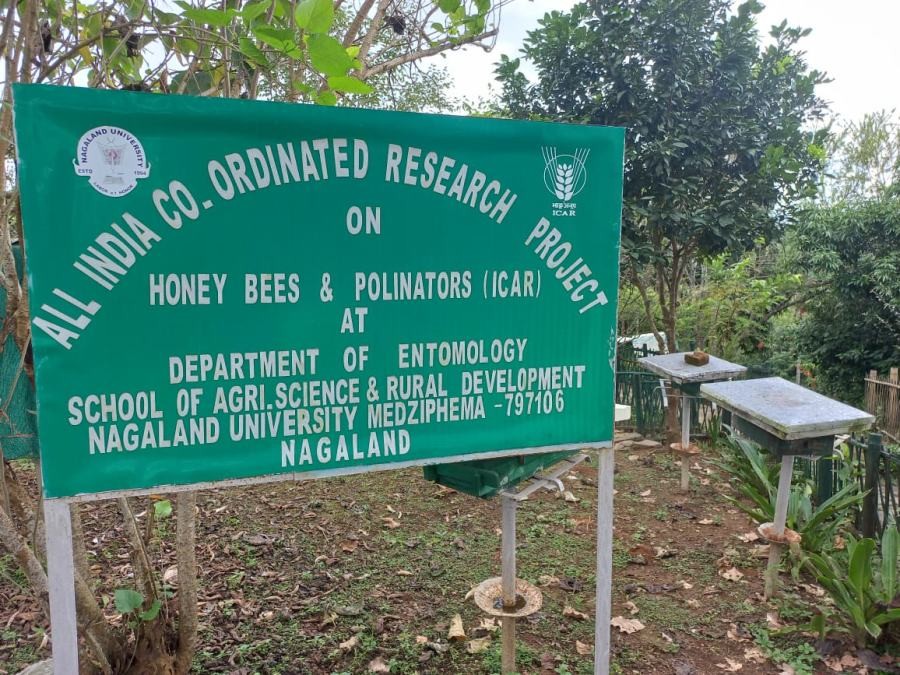 Apiary of AICRP (HB&P), at SASRD Medziphema, Nagaland University.