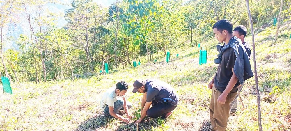 Members of Changlangshu Biodiversity Management Committee are seen planting native trees on a empty patch of land. The Committee aims to connect three small scattered patches of forest into one intake forest which will create a green corridor for wildlife. (Morung Photo: By Special Arrangement)