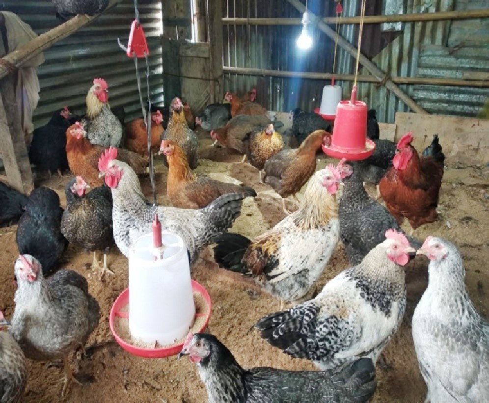 A poultry farm in Longleng. The supply of poultry from local sources was negligible in Nagaland, particularly in Dimapur, and imported mostly from outside. (Morung/ KVK File Photo: For Representational Purposes Only)