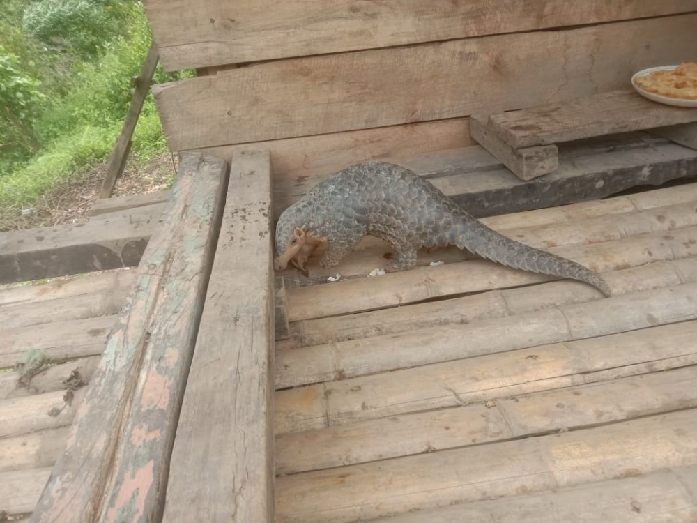 The Chinese pangolin, which was recently caught by the farming community of Thokihimi village and released  into its natural habitat.