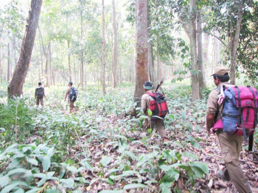 Forest guards on duty at the Intangki National Park under Peren district, the sole National Park in Nagaland. The State also has Fakim Wildlife Sanctuary, Singphan Wildlife Sanctuary, Puliebadze Wildlife Sanctuary and Nagaland Zoological Park, Rangapahar. (Morung File Photo)