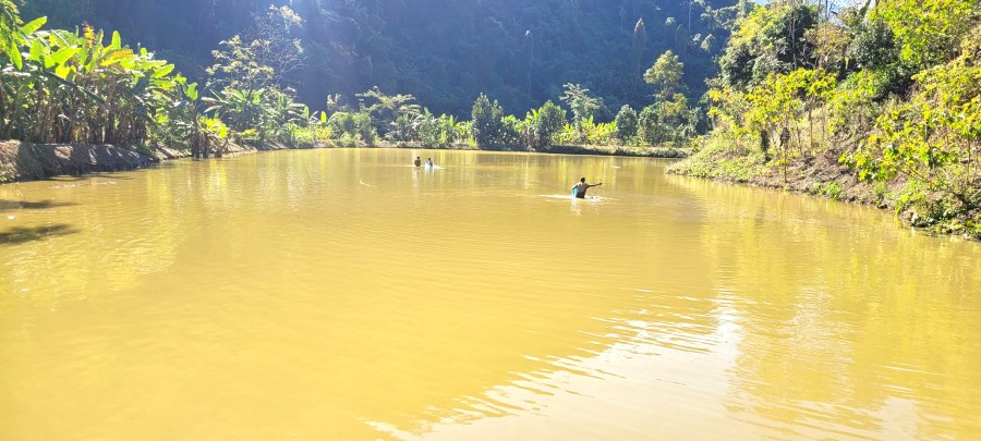 Fishery pond at Losami in Phek district. (Morung Photo)