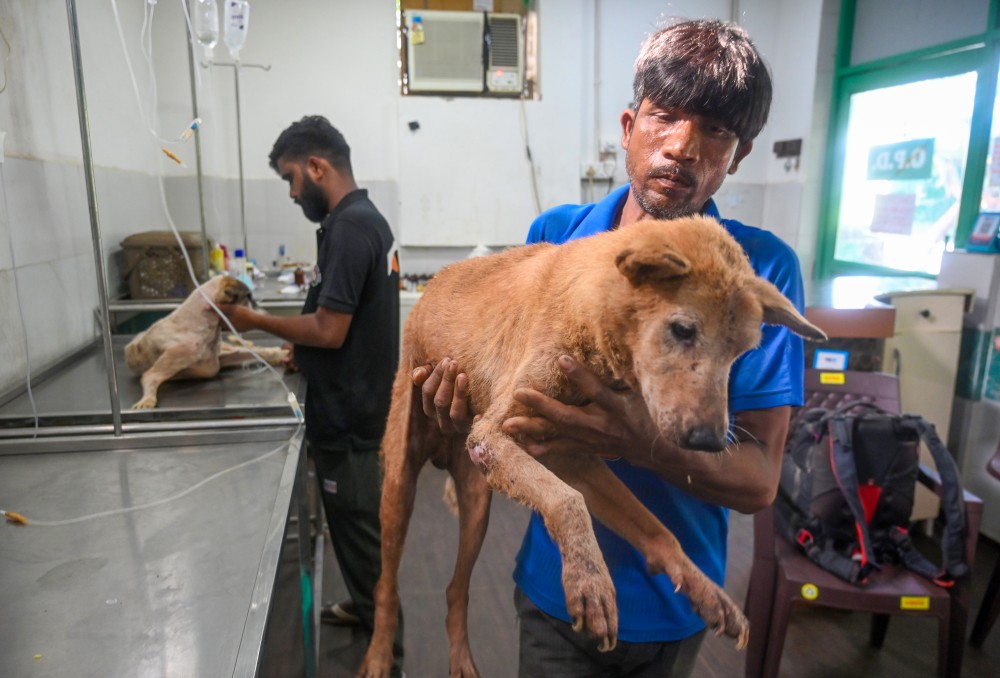 Stray dogs being treated at the Shivalaya Animal Wellness Centre, located within the House of Stray Animals (HSA) in Sector 135, Noida, Tuesday, August 12, 2025. Supreme Court orders immediate removal of stray dogs from Delhi-NCR streets. (IANS Photo)
